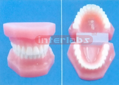 NORMAL RESIN DENTAL WITH ALL TEETH INDISSECTIBALE